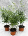 Asparagus Fern